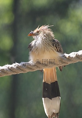 鳥(niǎo),動(dòng)物區(qū)系,性質(zhì)