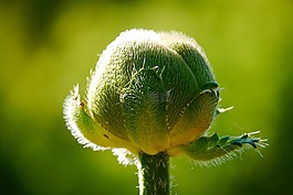 罌粟,花,klatschmohn