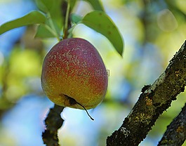 蘋果,科,關(guān)閉
