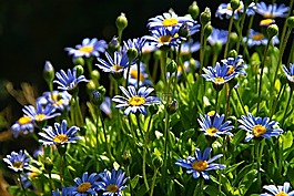 鲜花,灌木,开花