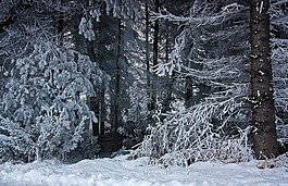 森林,冬天,雪