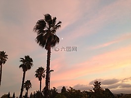 日落,棕櫚樹,熱帶