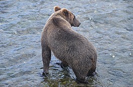 brooks fall,bear,alska