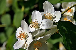 春天,白,梅花
