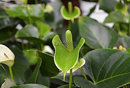 植物,綠色的植物,多汁