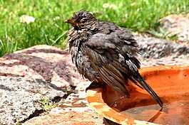 鳥,黑鳥,鳴鳥