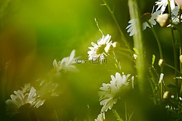 初夏,花萼,性質(zhì)