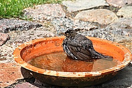 黑鳥,鳴鳥,動(dòng)物