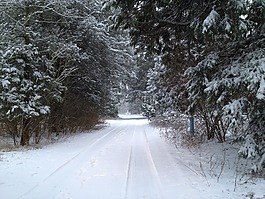 雪,軌道,樹