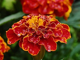 性質(zhì),鮮花,植物