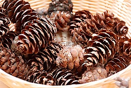 松果,自來(lái)水,冬天