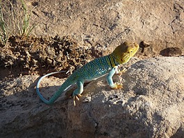 蜥蜴,有色lizzard