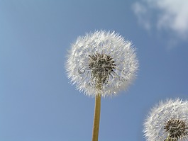 dandilion,植物,杂草