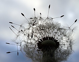 dandilion,花,植物