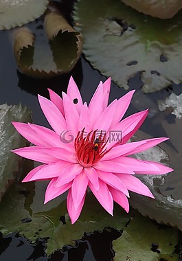 蓮花,鮮花,植物