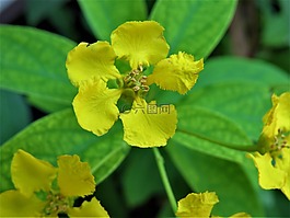 花,黃色,綠色