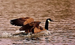 鵝,野鵝,水