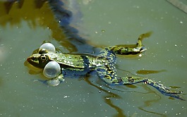 蛙池,空氣泡沫,蟾蜍湖
