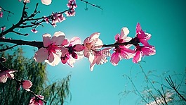 性質(zhì),鮮花,生活