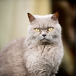 英国,短毛猫,猫