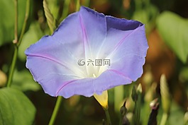 花,丁香,自然