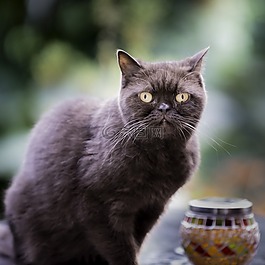 英国,短毛猫,猫