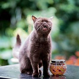 英国,短毛猫,猫