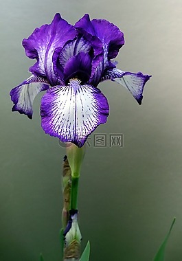 鳶尾花,花,干