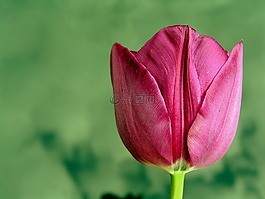 花,郁金香,春