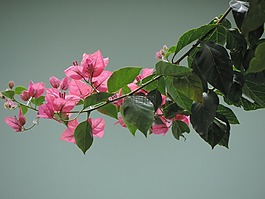 花卉,春,buganvilia 酒店