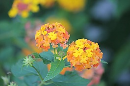 花,自然,花的