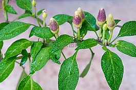 辣椒,蔬菜,食品