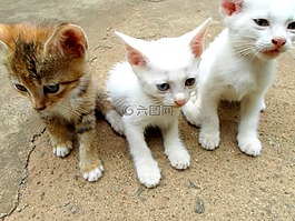 貓,小貓,動物