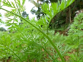 葉子,自然,季節(jié)
