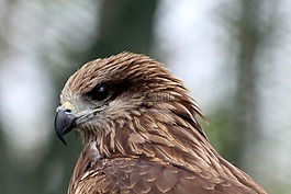 黑風箏,鳶,鳥
