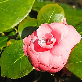玫瑰,花,紅玫瑰