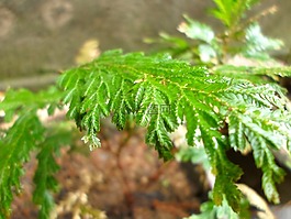 葉子,自然,季節(jié)