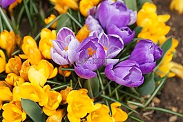 藏紅花,花,性質(zhì)
