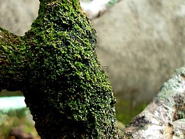 樹皮,重點(diǎn),樹