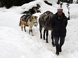 雪,摩洛哥,馬