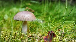 蘑菇,森林,性質(zhì)