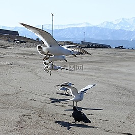 動(dòng)物,海灘,海鷗