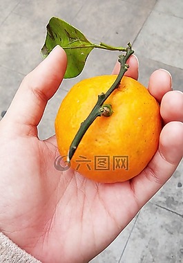 橙色,椪柑,圓