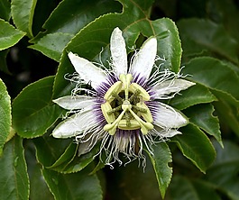 自然,植物區(qū)系,葉