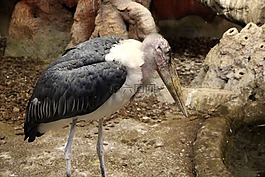鹳鹳,leptoptilos crumeniferus,鸟
