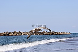 動物,海,海灘