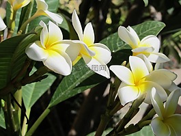 梅香,鮮花,特內里費