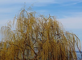 垂柳,牧場(chǎng),樹