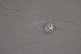 海星,海滩,石