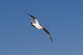 動(dòng)物,天空,海灘